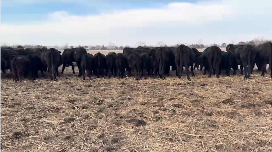 CP109A5 7-yr-old fall pairs-Exposed to Hereford bulls!